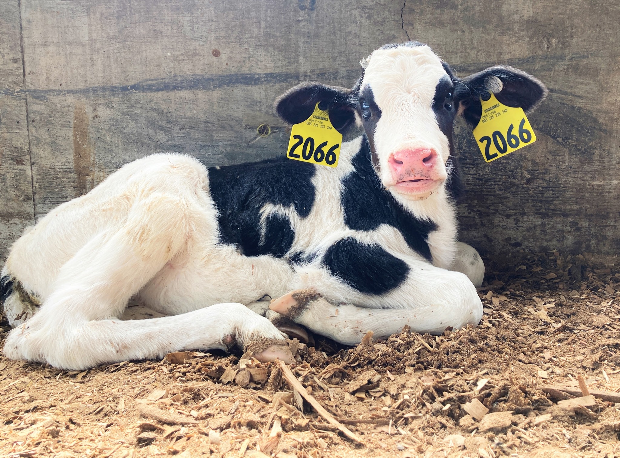 “Adopt a Cow” Program Brings Agriculture to the Classroom, Open for