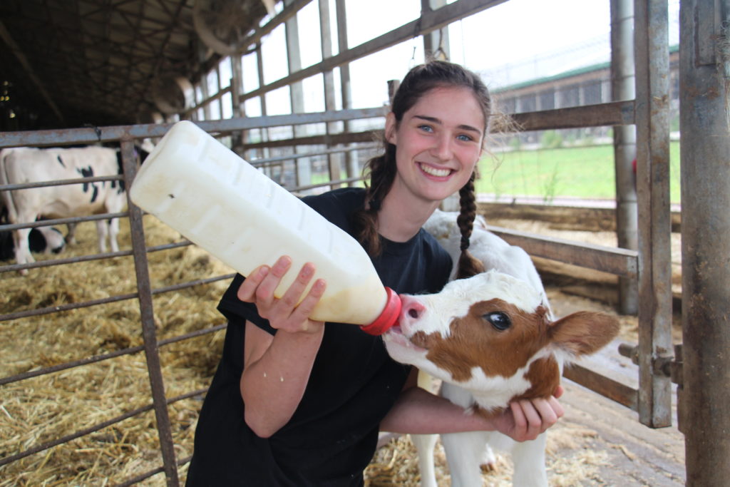 Scholarships Available for Students Pursuing Careers in Dairy Center