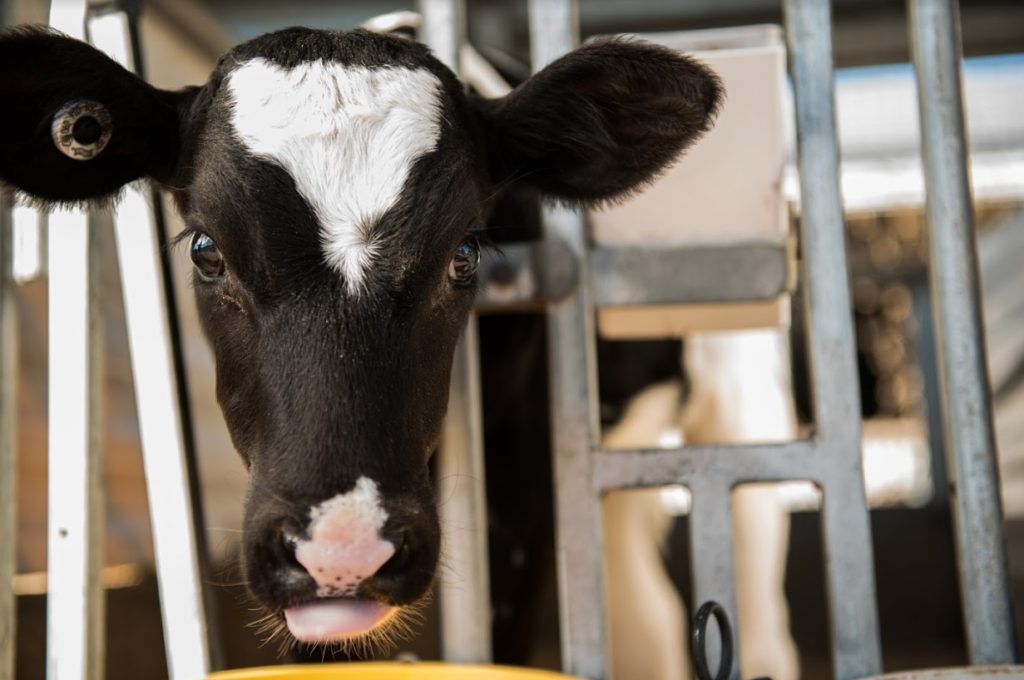 COVID-19 Guidelines Available to Pennsylvania Dairy Industry | Center ...